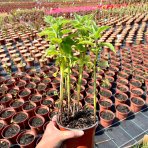 Monarda dvojdomá (Monarda didyma) ´Bee Free´ - výška 20-30 cm, kont. C1,5L